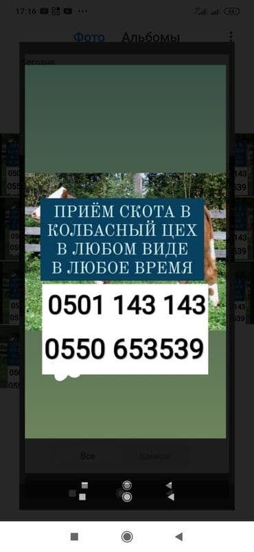 продажа бараны: Сатып алам | Уйлар, букалар, Жылкылар, аттар, Башка а/ч жаныбарлары | Күнү-түнү, Бардык шартта, Союлган — 1