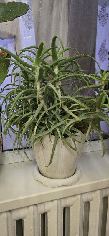 сколько стоит гортензия в бишкеке: Продаю алоэ — 4