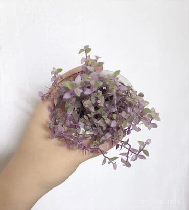 рассада смородины: Продаю комнатные растения. Пассифлора кализия розовая пантера — 12