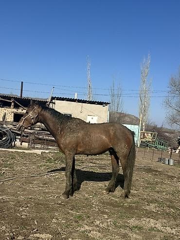 70 сом: Сатам | Жылкы (эркек), Байтал | Союуга, Ат спорту — 5