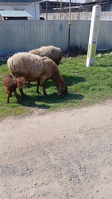 Продаю | Овца (самка) | Для разведения | Матка
