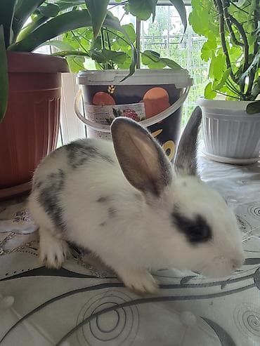 летучая мышь: Волнистые попугаи и декоративные кролики - Волнистые попугаи в — 5