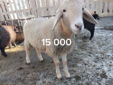 верблюд цена: Продаю | Овца (самка) | Для разведения — 6