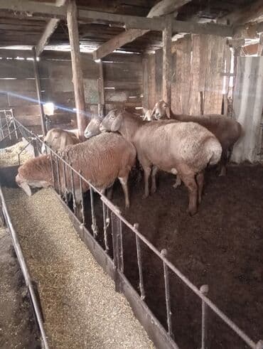 Үй жаныбарлары үчүн товарлар: Сатам | Ургаачы кой (ургаачы) | Көбөйтүү үчүн — 3