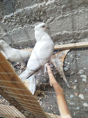 животные птицы: Голуби по 350 — 3