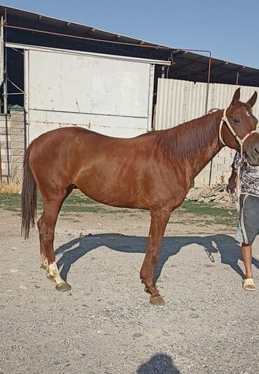 объявления о найденных собаках: Продаю | Кобыла (самка) — 1