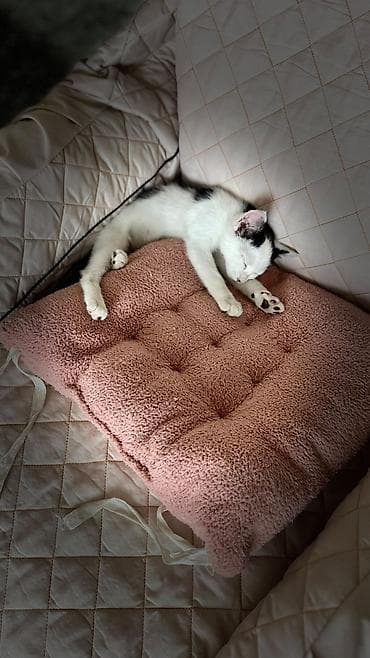 котята простые: Котёнок, приученный к лотку - Возраст: котёнок (маленький) - Окрас — 10