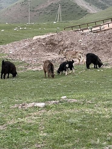 латок для котенка: Продаю | Коза (самка) | Полукровка, Зааненская, Битал | Для молока — 4