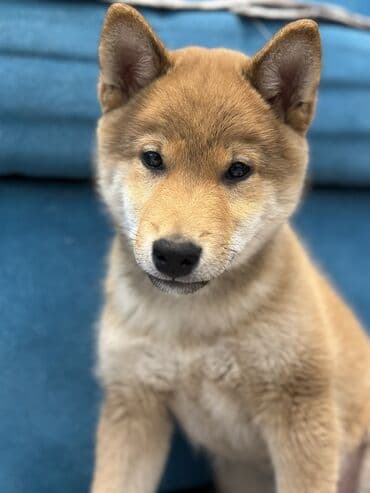 хаски стоимость: Сиба-ину, 3 месяца, Самец, С прививкой — 9
