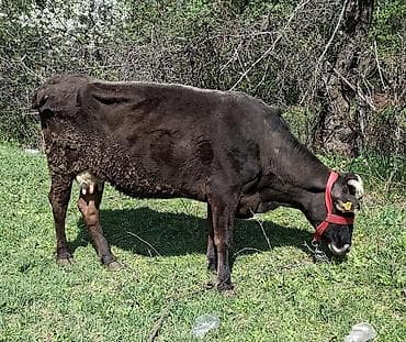 ош мышык: Сатам | Уй (ургаачы) | Көбөйтүү үчүн | Байланган — 1