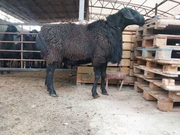 где можно купить телят симментальской породы: Продаю | Баран (самец) | Для разведения, Для шерсти — 4