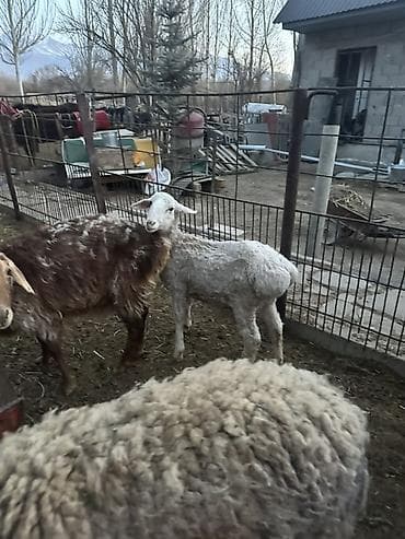 животные собака: Продаю | Ягненок | Для разведения — 6