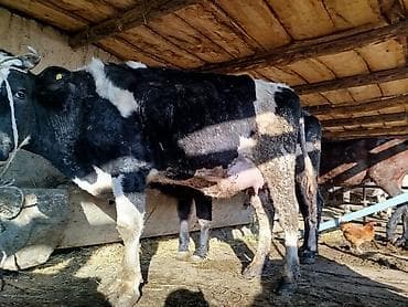 манчкин бишкек: Сатам | Уй (ургаачы) | Сүт алуу үчүн | Байланган — 1