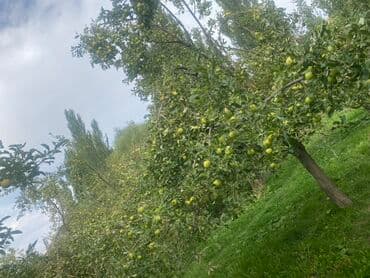 дом для кур: Яблоки — 1