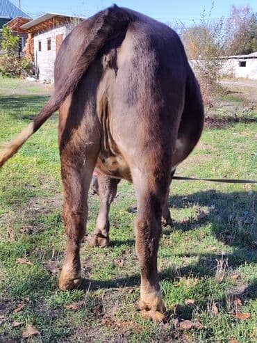 зоомагазин бишкек с животными: Продаю | Тёлка | Швицкая, Симментальская | Для молока | Стельные, Искусственник, Нетель — 14