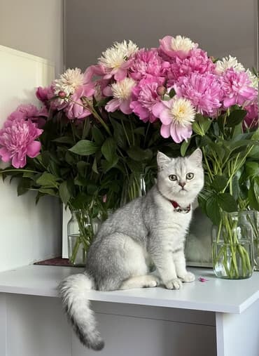 вислоухий котенок: Скотиш Страйт (Шотландская прямоухая), 1 год, Мальчик, Серебристая шиншилла, Приучена к лотку, С прививками — 1