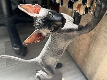 кошки сфинкс цена: Котёнок породы сфинкс мальчик 2 месяца проглистован Особенности — 3