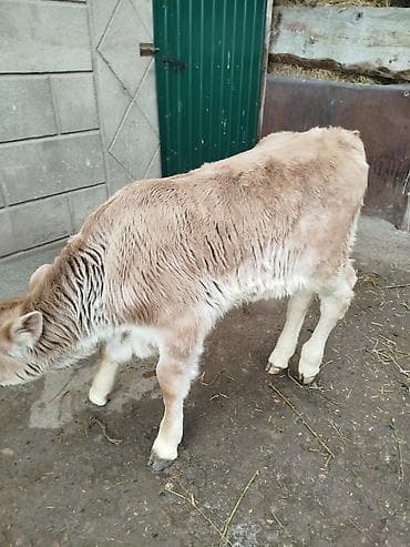 собака хаски: Продаю | Бык (самец) | Швицкая | Для разведения | Искусственник — 2