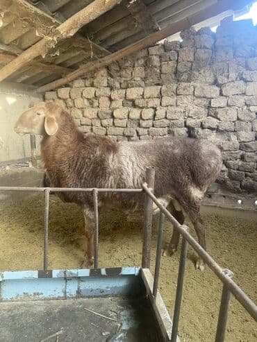 Продаю | Баран (самец) | Для разведения | Осеменитель