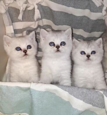 сколько стоят вислоухие кошки: Скотиш Страйт (Шотландская прямоухая), 1 месяц, Мальчик, Серебристая шиншилла, Приучена к лотку — 1