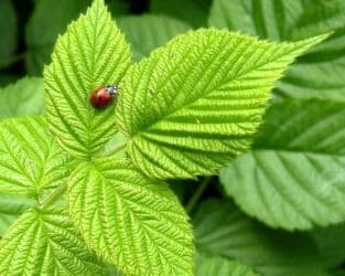 саженцы малины зюгана: Продаю листья малины листья смородины свежие листья малины полезны для — 2