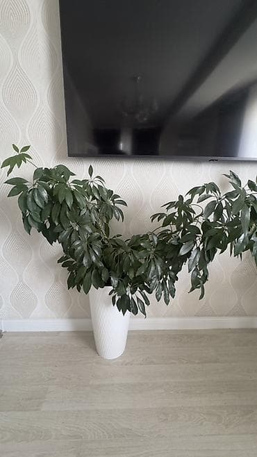 Шеффлера (Schefflera arboricola) крупная, сформированная кустом -