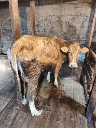 хомяк домашний купить: Продаю | Корова (самка) — 2