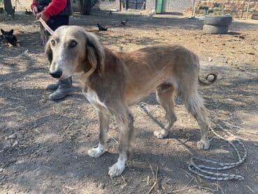 собака бишон: Тайган, 10 месяцев, Самец, С прививкой — 1