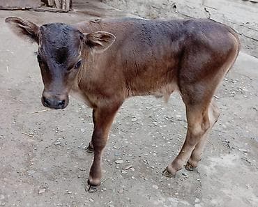 Продаю | Бык (самец) | Швицкая | Для разведения | Искусственник