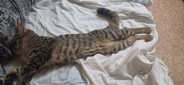 срочно продаю в связи с переездом: 1 год, Мальчик, Кастрирована — 2