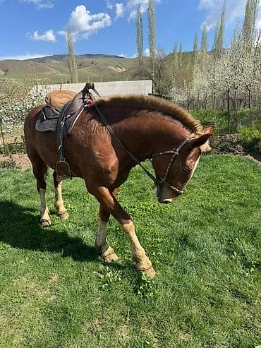 жылкы жаныбар: Сатам | Тай | Көбөйтүү үчүн, Жумушка, Ат спорту | Жасалма жол менен боозутуу — 6