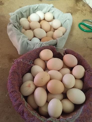 курица квочка: Адлер серебристый 35 Дополнительно: - Собираются вручную ежедневно. - — 6