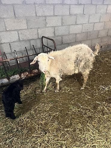 токмок котята: Сатам | Эчки (ургаачы) | Көбөйтүү үчүн — 2