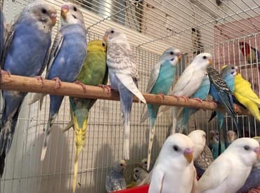 спаниель в добрые руки: Волнистые попугайчики приручаются к рукам и хорошо разговаривают. Так — 1