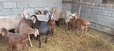 кролик цена: Продаю | Ягненок — 6