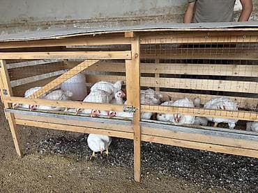 индюшата бройлерные купить: Продаю | Цыплята | Бройлерная | На забой — 4