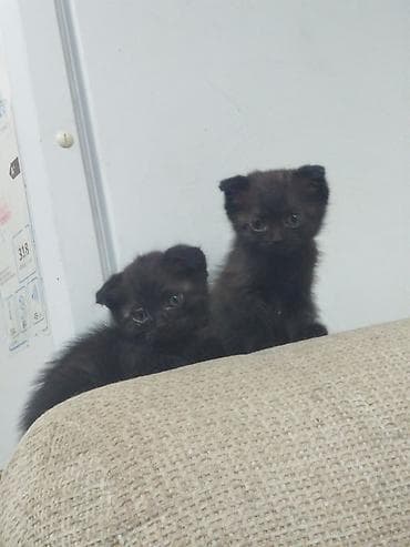 шотландский кот цена: Веслоухие коты 2,5-3 месяца здоровые есть 3 котёнка торг уместен — 1