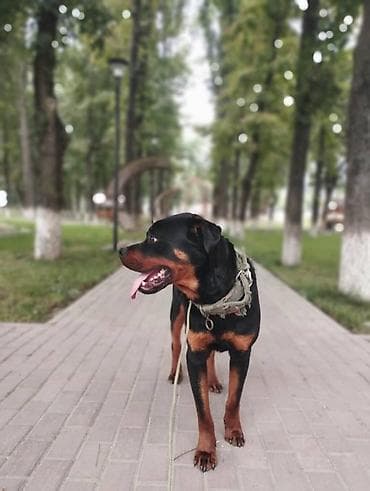 Собаки: Ротвейлер, 1 год, Самец — 2