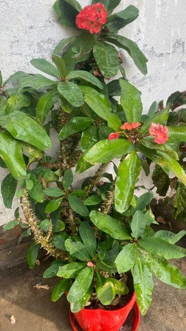 купить газонную траву в бишкеке: Цветы — 2