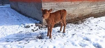 монгол ат: Продаю | Тёлка, Музоо, торпок | Для разведения, Для молока | Искусственник — 2