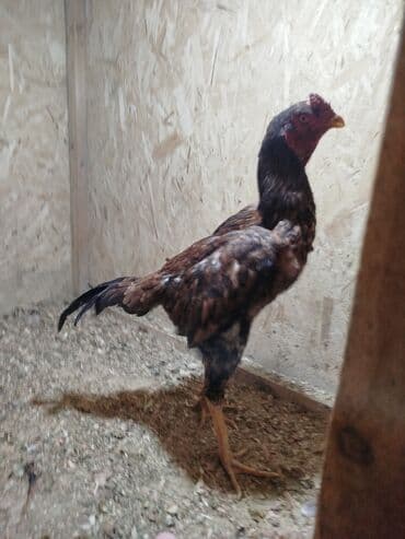 алмаша: Сатам | Тооктор — 2