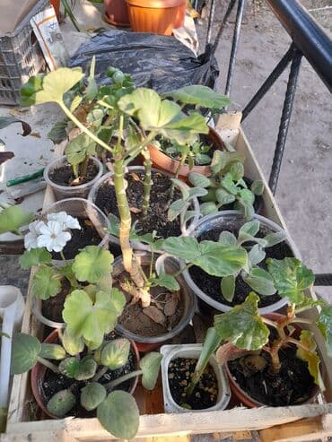 где купить цветы оптом дешево: Домашние и уличные цветы цены разные — 5