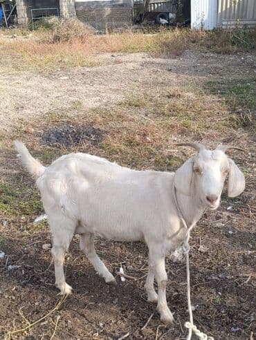 продам козу дойную: Продаю | Козлёнок | Полукровка | Для разведения — 5