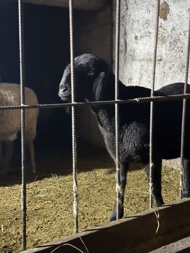 Линолеум: Сатам | Ургаачы кой (ургаачы) | Союуга | Токту — 2