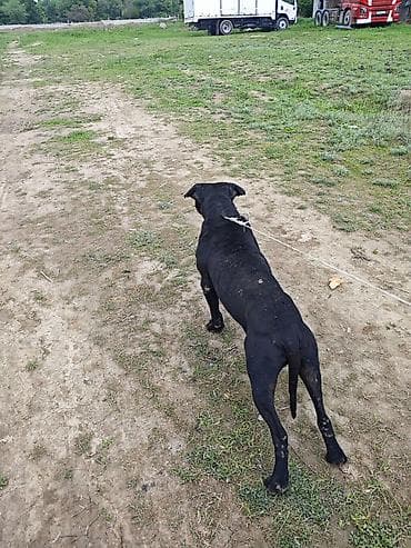 ит керек: Питбуль, 4 жаш, Эркек, Эмделген — 4