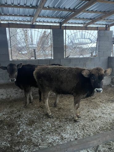 гриз бар цпляат: Продаю | Тёлка | На откорм, Для разведения, Для молока — 4
