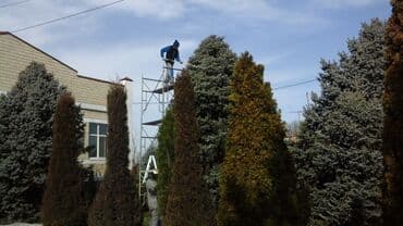 леса на продажу: Обрезка хвойных и плодовых деревьев. Опыт более десяти лет в сфере — 1