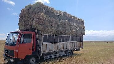 куры несушек: Продажа тюков сена (прессованных прямоугольных кип). - Заготовка в — 1