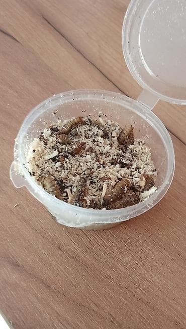 рыбы в аквариум купить: Описание насадки: Личинка чёрной львинки Привлекательность для рыбы — 3