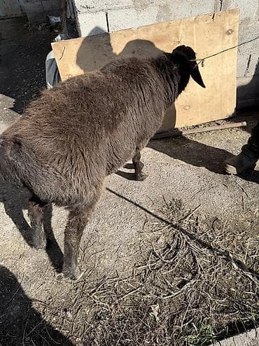 продажа овец: Продаю | Овца (самка) | На забой, Для разведения | Кастрированные, Матка — 9